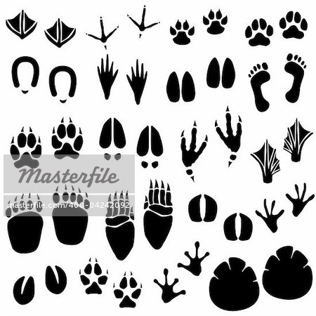 A set of animal footprint in vector.