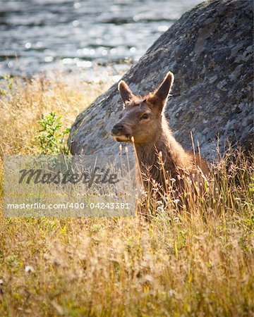 Calf elk during fall in Yellowstone