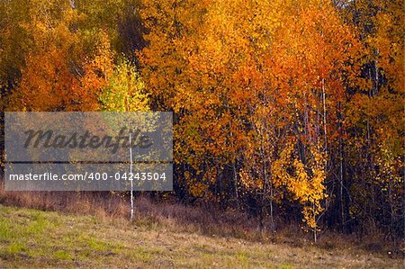 Birch autumnal forest. Sun weather. Nature background.