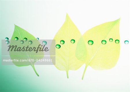 Les feuilles et les gouttes d'eau Les feuilles et les gouttes d'eau