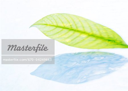 Feuilles flottant sur l'eau Feuilles flottant sur l'eau