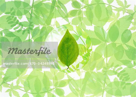 Feuilles Feuilles
