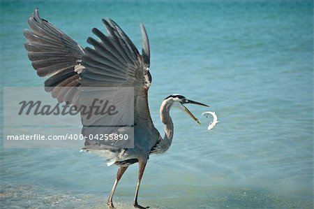 A Great Blue Heron tosses a fish that it has caught into the air on a Florida beach.