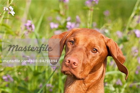 A close-up shot of a Vizsla dog in a green field with wildflowers in the background.