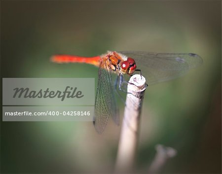 close up of red dragonfly