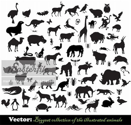 Biggest collection a illustrated animals