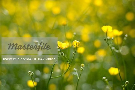 Yellow heads of buttercups in green grass