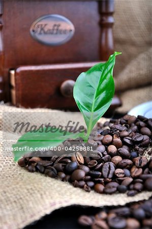 vintage coffee grinder and coffe plant in granules