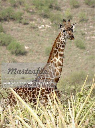 Portrait of a giraffe. A green background of a hillside.