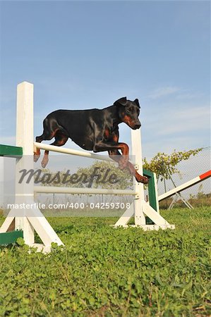 purebred doberman jumping in a training of agility