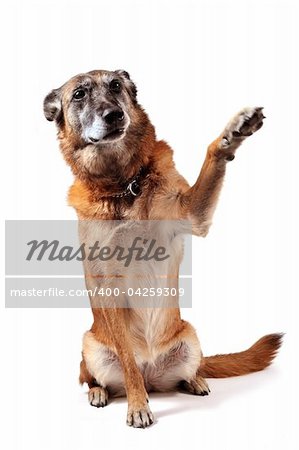 old purebred belgian sheepdog malinois sitting in front of white background