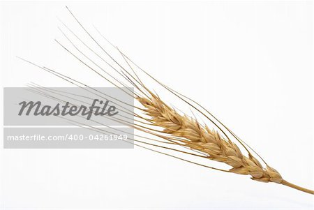 Wheat ear