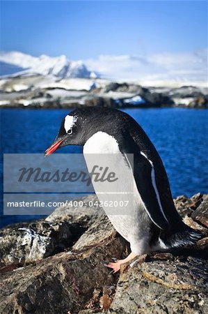 penguin is standing on the rocks in the Antarctic, the water in the background