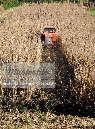 thresher in the field of corn in autumn