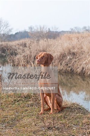 A female Hungarian Vizsla dog sits in a field beside a creek in autumn.