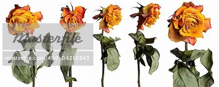 Dried rose flowers with leafs isolated over white background set