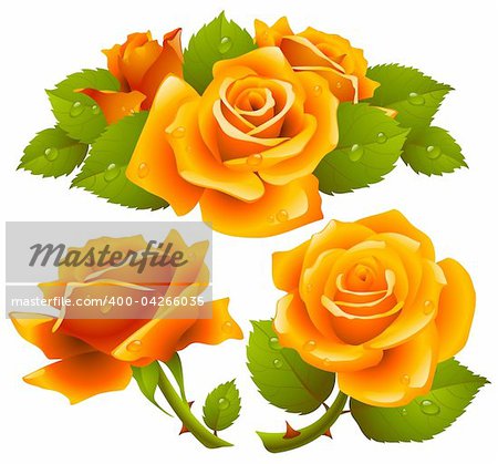 Orange roses set