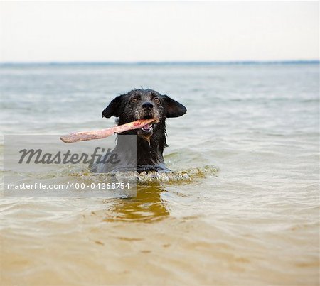 intelligent dog with a stick in his mouth