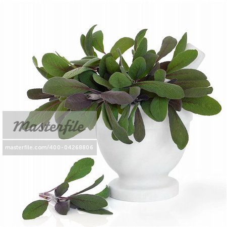 Sage herb leaf sprigs in a marble mortar with pestle and scattered, isolated over white background. Salvia officinalis.