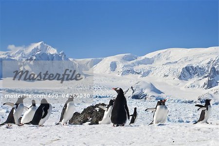 a large group of penguins having fun in the snowy hills of  Antarctica