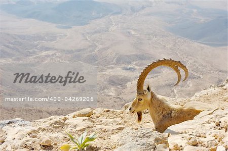 Makhtesh Ramon, mountain goat in the unique crater of Israel