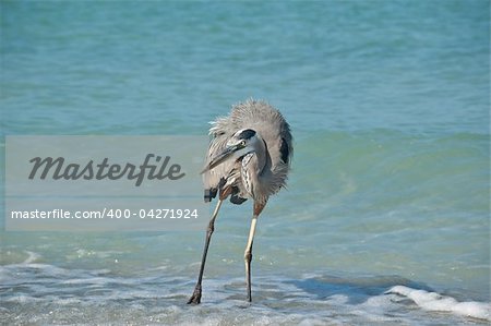 A Great Blue Heron stands in the surf on a Florida beach.