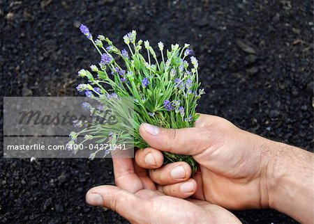 lavender bouquet in male hands over black soil
