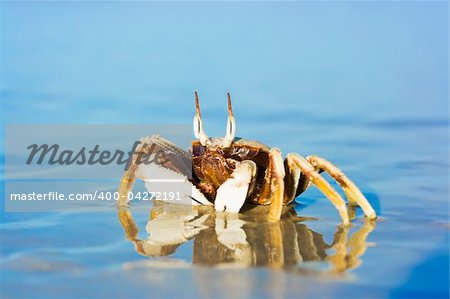 Reflection of crab on the tropical beach