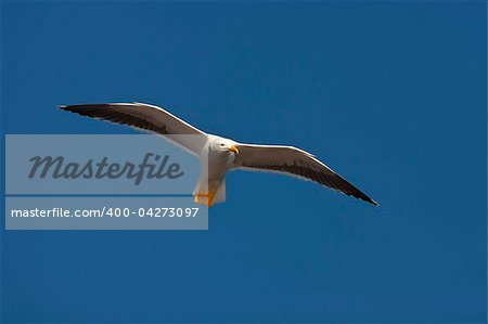 A seagull searching for its' food