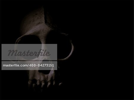 A Capuchin Monkey Skull in Deep Shadow
