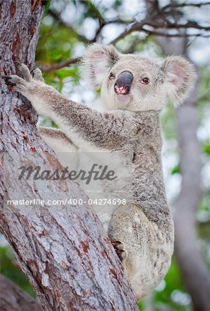 Portrait of a wild koala climbing a tree