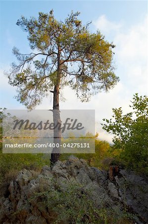 Pime tree on a cloudy mountain background
