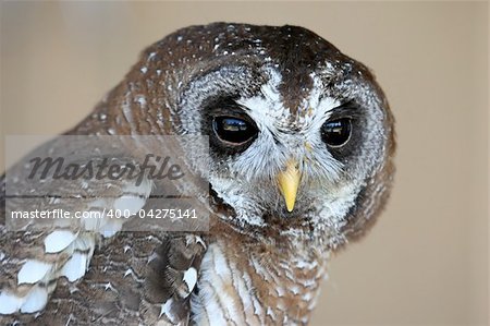 Wood owl with speckled feathers and large round eyes