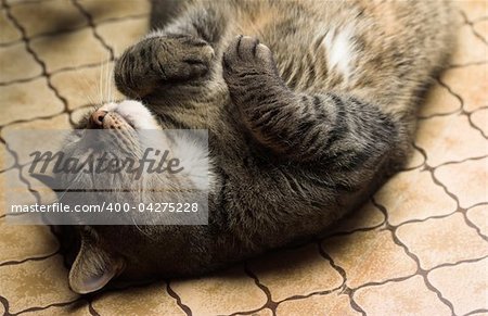 Funny tubby cat lying on it's back on the floor.