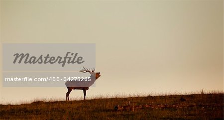 An image of a nice deer in the evening light