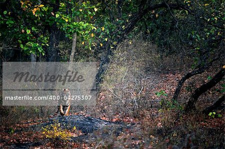 A huge male Tiger walks straight head on in Bandhavgarh National Park, India