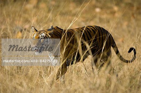 Alert wild Bengal tiger walking on short dry grass in Bandhavgarh  national park