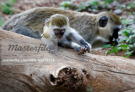 Vervet Monkey (Chlorocebus pygerythrus). The Vervet Monkey (Chlorocebus pygerythrus), sometimes simply known as the Vervet, is an Old World monkey in the family Cercopithecidae which is native to Africa.