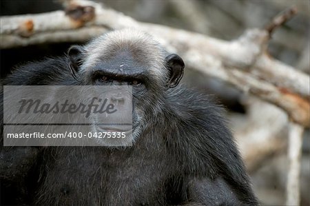 Portrait of the adult male of a chimpanzee at a short distance.