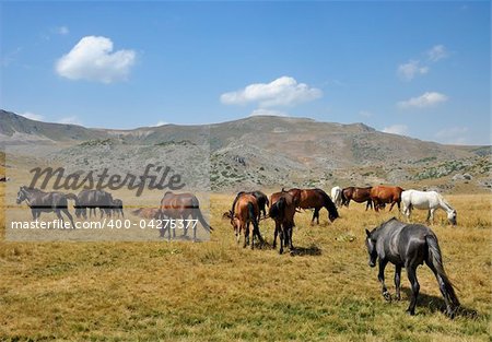Horses from the mountain from Macedonia