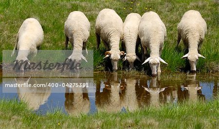 Sheep on the Bistra mountain drinking water on the glacier lake