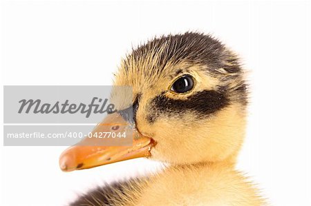 Duckling isolated on white