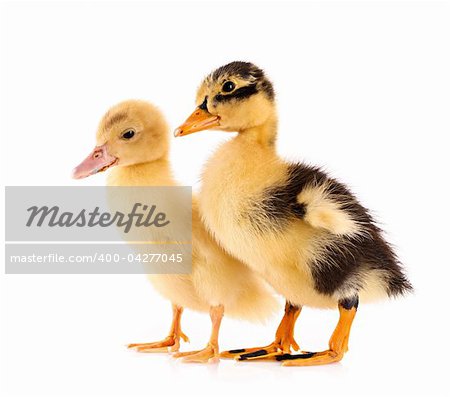 Two ducklings isolated on white