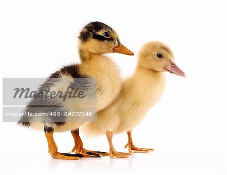 Two ducklings isolated on white