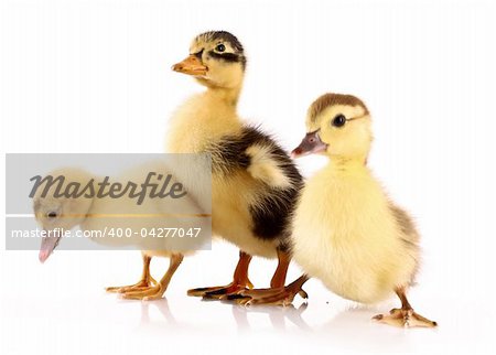 Three ducklings isolated on white