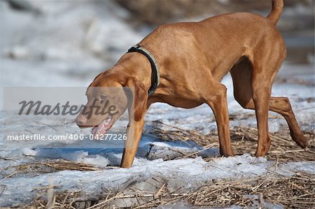 A Vizsla dog walking through a field in the winter.