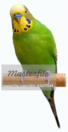 Australian Green Parrot isolated on the white background