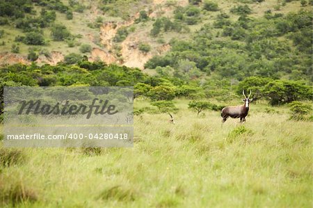 antelope kudu in savanna East Africa