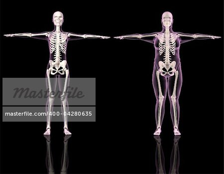 3D renders of two female skeletons one slim and one overweight