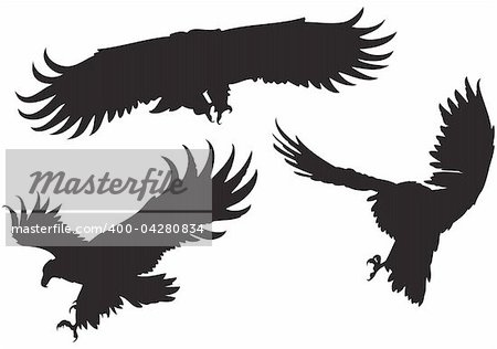 Set of 3 silhouettes of different eagles with large wings, flying, swooping, diving, vector illustration